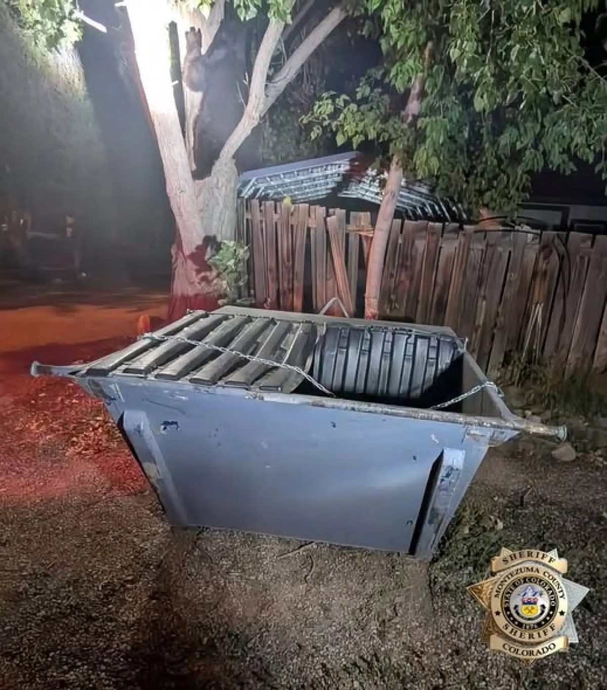 A black bear climbs a tree at night beside a metal dumpster whose lid is chained shut, next to a wooden fence